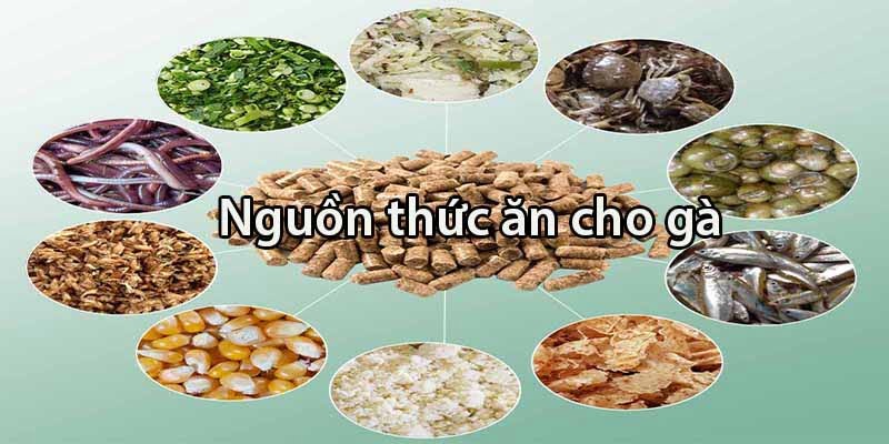 Top 7 loại thức ăn cho gà đá khỏe và máu chiến 