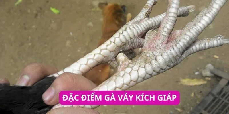 Ý nghĩa quan trọng của vảy gà kích giáp là gì?