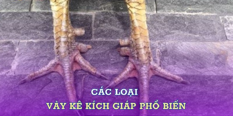 Hướng dẫn anh em cách chăm sóc gà có vảy kích giáp